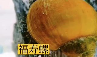 福寿螺和田螺哪个好养 福寿螺和田螺的区别