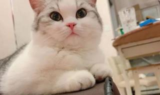 岁月就像一把杀猪刀 岁月就像一把杀猪刀